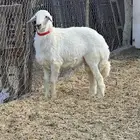 فحل حبص مشروط عمره 8 شهور
