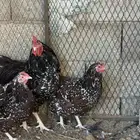 للبيع دجاج سوسكس انجليزي