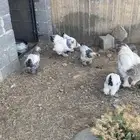 دجاج براهما عدد الكبار ديك وأنثى والفروخ 5 شريتهم قبل شهرين