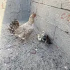 دجاجه مع صيصانها