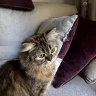 قطوه للتبني