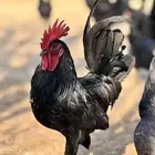 دجاج بلدي اسود لمعه نظيف