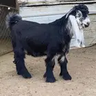 تيس عارضي صنف (تم البيع )