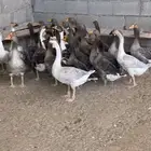 السلام عليكم ورحمة الله وبركاته