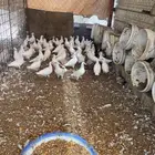 فروخ حمام فرنسي