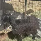 جفره نظيفه وصحه شرط