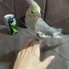 كروان مجهول الجنس