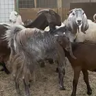 ثلاث معزا طيبات. تممم البيع