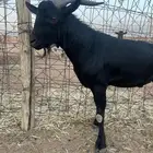 تيس مورسيانو سدس للبيع