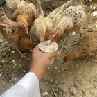 تلوث المنظر