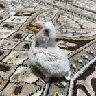 فرخ روز بينو