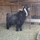 تيس اللبيع عرضي فحل منتج وطيب