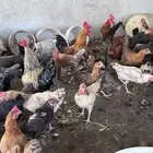 دجاج بياض مع ديكه