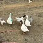 قنا