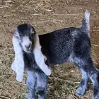تم البيع تم البيع