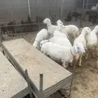 باقي ثلاث ذكور فقط تربيه محليه