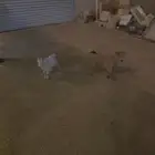 تيوس قزم لبيع