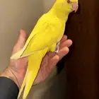 فرخ دره لاتينو اليفه تم البيع