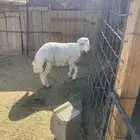 خروف حري