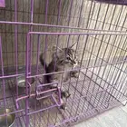 قطة للتبني أنثى