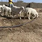 للبيع بهم العدد 14 نضيفه وسليمه 9 طليان و 4 رخال سمينه وشحم