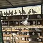 للبيع حمام فرنسي