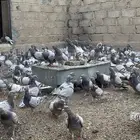 حمام سلفر