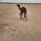 حاشي قعود ضيار