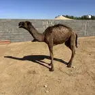 حاشي مرود شحمه وسط