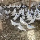 حمام فرنسي ومشكل