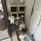 حمام للبيع جمله