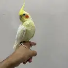 كروان لاتينو اليف
