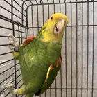 ذكر دبل يلو هيد منتج