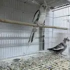 زوج كروان زوجين كروان للبيع