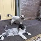 للبيع cat