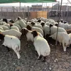 للبيع هرفي نعيم