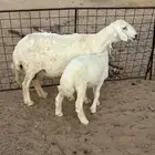 شاه حريه والد