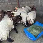 خروف نعيمي
