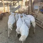 7 ضان رعويات طيبة