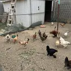 دجاج للبيع