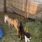 للبيع عنز متوم تحتها تيس و جفره