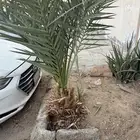 نخله سكريه