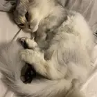 قط سكوتش فولد( ملكي)