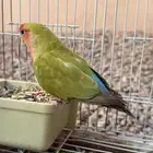 طير روز