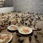 دجاج بلدي للبيع