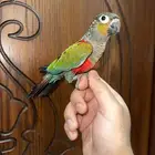 كنيور كريمسون اليف ومتكلم