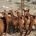 جفار دهم تأسيس مراح