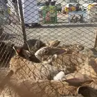 مشروع ارانب شنشلا عملاق