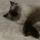 قطه همالايا للبيع