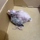 للبيع كروان فرخ واحد نوعه كويس ما يشكي من شي على السوم